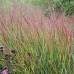 Просо прутьевидное Ребраун