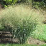 Просо прутьевидное Стриктум