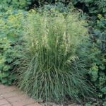 Щучка дернистая Таутрэгер