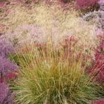 Щучка дернистая Пикси Фонтейн