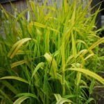 Фалярис тростниковый Арктик Сан