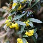 Барбарис Юлианы