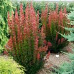 Барбарис Тунберга Ред Пиллар