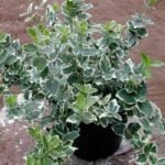 Бересклет Форчуна Эмеральд Гаети