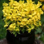 Бересклет Форчуна Шеридан Голд