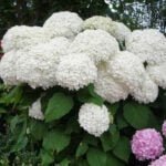 Гортензия древовидная Инкредибл