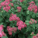 Спирея японская Буллата