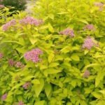 Спирея японская Голдмаунд