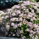 Спирея японская Джапанес Дварв