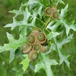 Дуб болотный