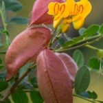 Пузырник восточный