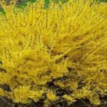 Форзиция средняя Малыш