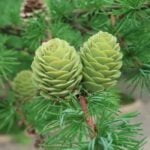 Лиственница Кемпфера