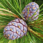 Сосна сибирская кедровая