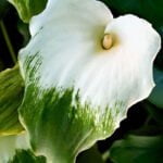 Калла эфиопская Грин Годдес