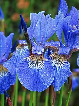 Ирисы других групп категория