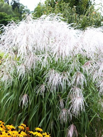 мискантус категория