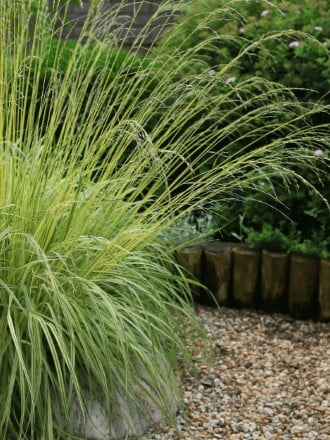 молиния категория