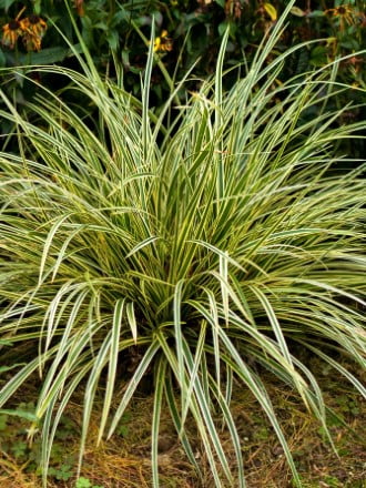 осока категория