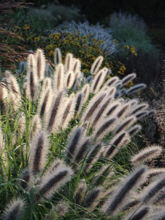 пеннисетум категория