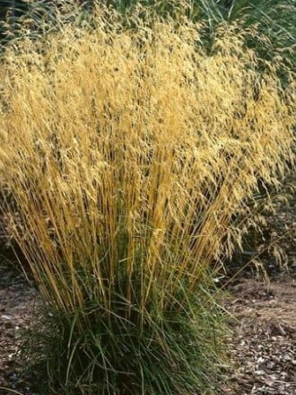 щучка луговик категория