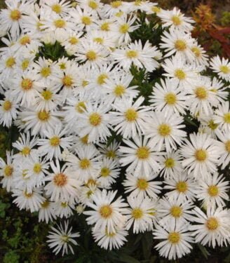 Динамика цвета в саду 11030 astra kustarnikovaja kristina 01