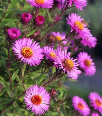 Динамика цвета в саду 11043 astra novo anglijskaja paul gerber 01