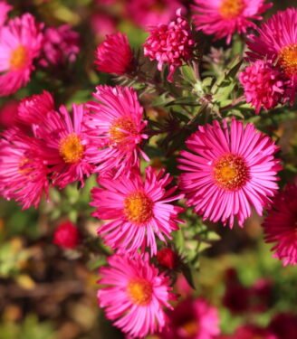 Динамика цвета в саду 11045 astra novo anglijskaja roter shtern 01