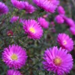 Астра новобельгийская Карминкуппель