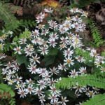 Астра растопыренная Бэт Шато