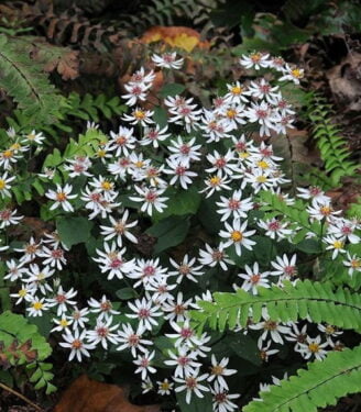 Динамика цвета в саду 11059 astra rastopyrennaja bjet shato 01