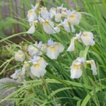 Ирис аировидный Алли Упс