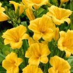 Лилейник Стелла де Оро