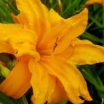 Лилейник Три Тирз