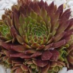 Молодило Креббен