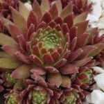 Молодило Люфтшпрунг