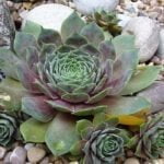 Молодило Махогани