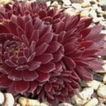 Молодило Терракота Бэби