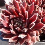 Молодило Фуэррад