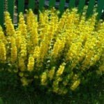 Вербейник точечный