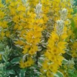 Вербейник точечный Александр