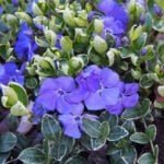 Барвинок малый Ральф Шугерт