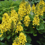 Бузульник Литтл Лантерн