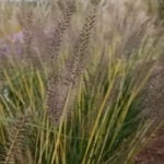 Пеннисетум Гельбштиль