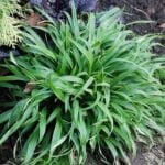 Ожика лесная