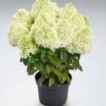 Гортензия метельчатая Пандалус