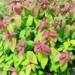 Спирея японская Макрофилла