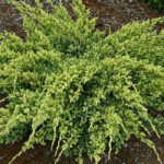 Можжевельник Дрим Джой