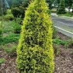 Можжевельник Голд Кон