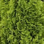 Туя Спиралис